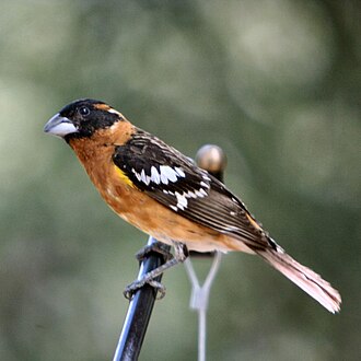 Black-headed grosbeak, a monarch butterfly predator