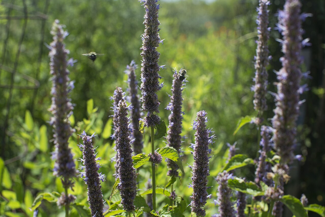 Community pollinator garden at Meadowood with native flowering plants