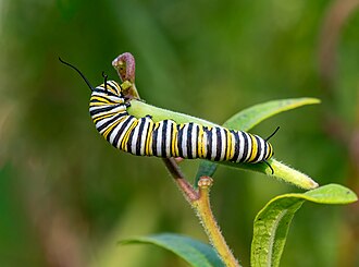 Monarch caterpillar on milkweed, vulnerable to parasites
