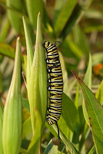 Monarch caterpillar with yellow and black stripes
