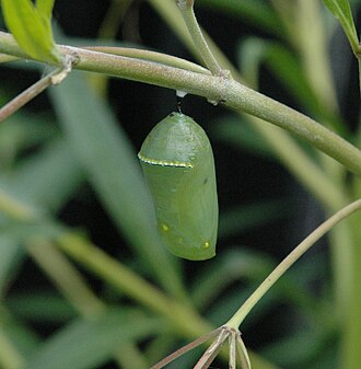 Green monarch butterfly chrysalis with gold band