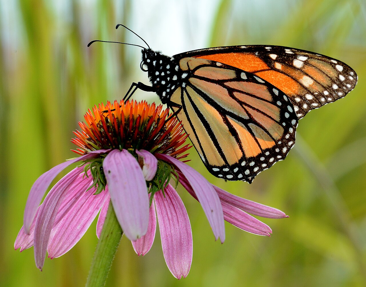 Monarch butterfly on purple coneflower in Michigan
