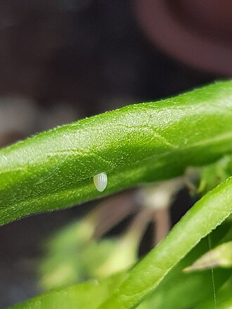 Monarch butterfly egg on milkweed leaf