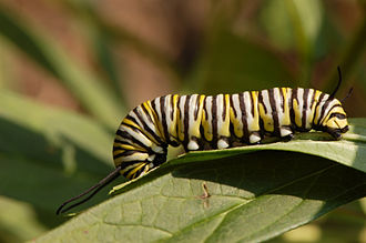 Adult monarch butterfly feeding on flower