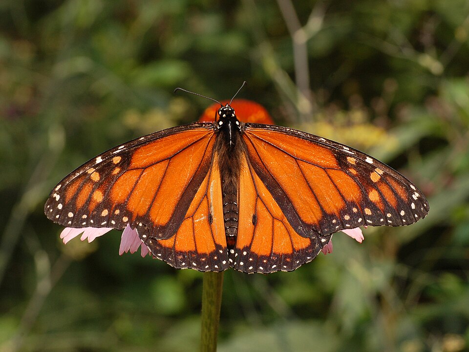 Male monarch butterfly with wings spread