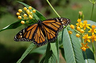 Monarch butterfly on milkweed flower