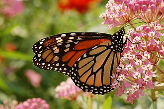 Milkweed habitat being lost