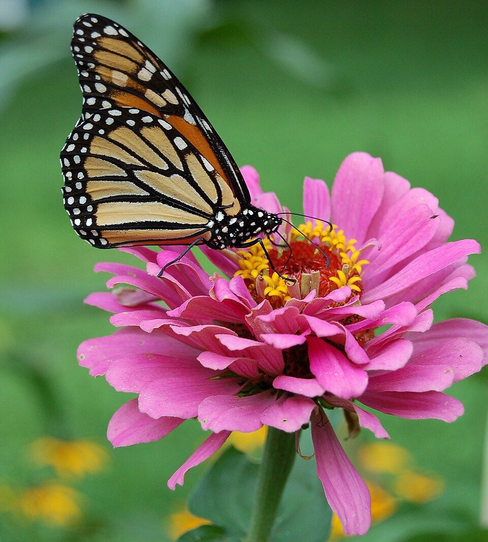 Monarch butterfly on pink zinnia flower