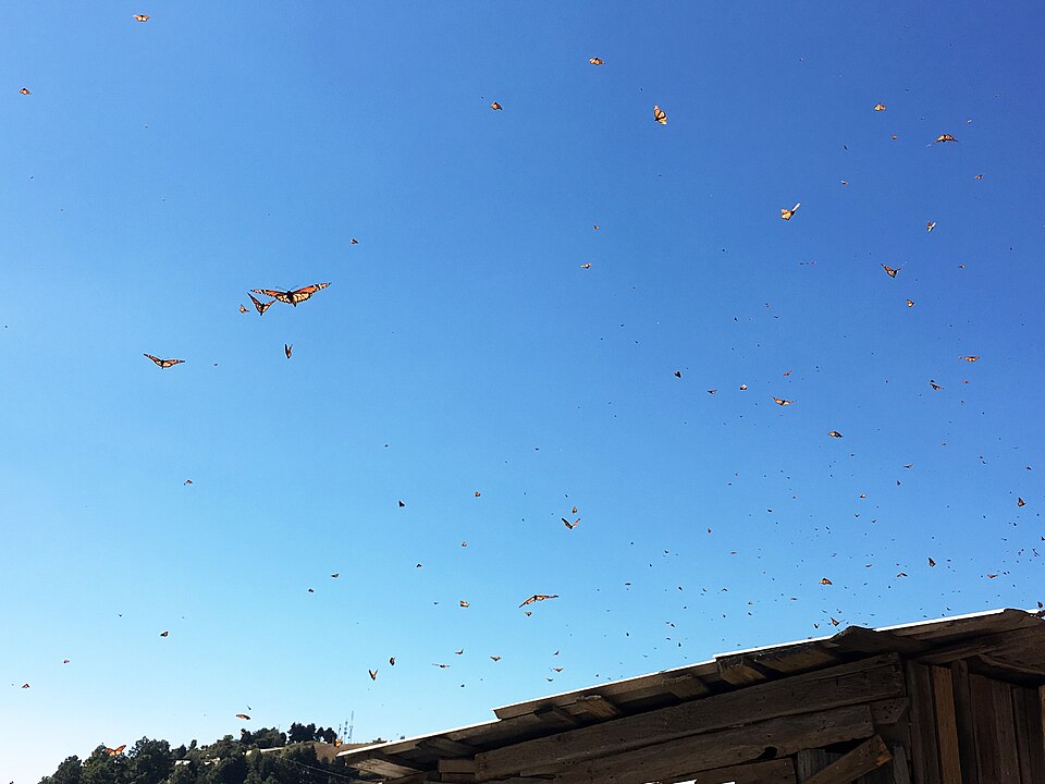Monarch butterflies in flight during migration in Mexico