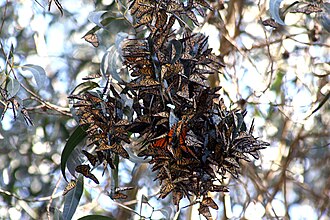 Monarchs clustering on trees, vulnerable to climate extremes