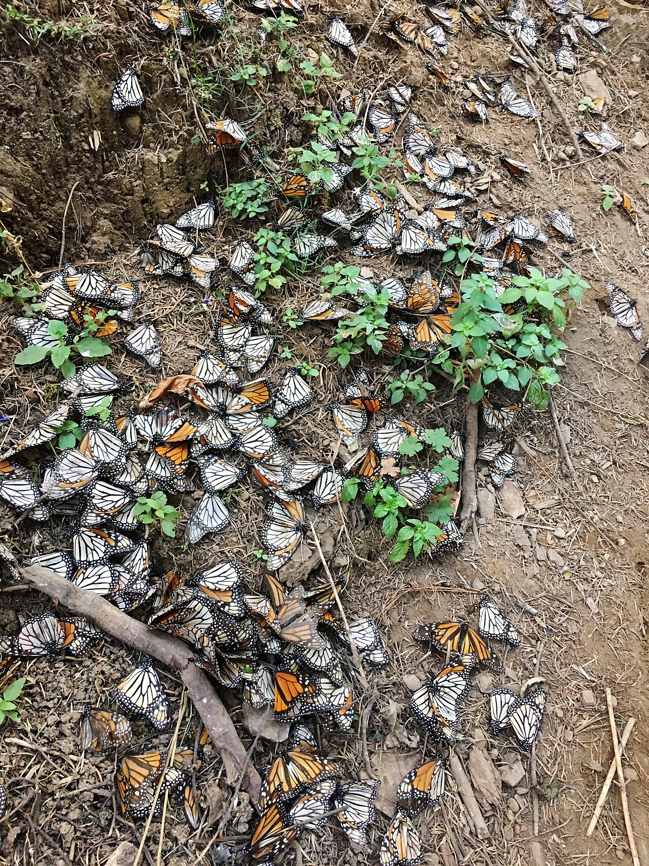 Monarch butterflies killed by winter storms at Mexican overwintering site