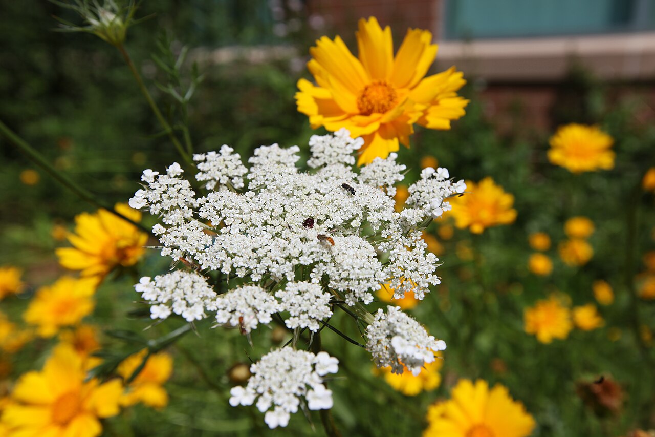 A pollinator garden with native flowering plants