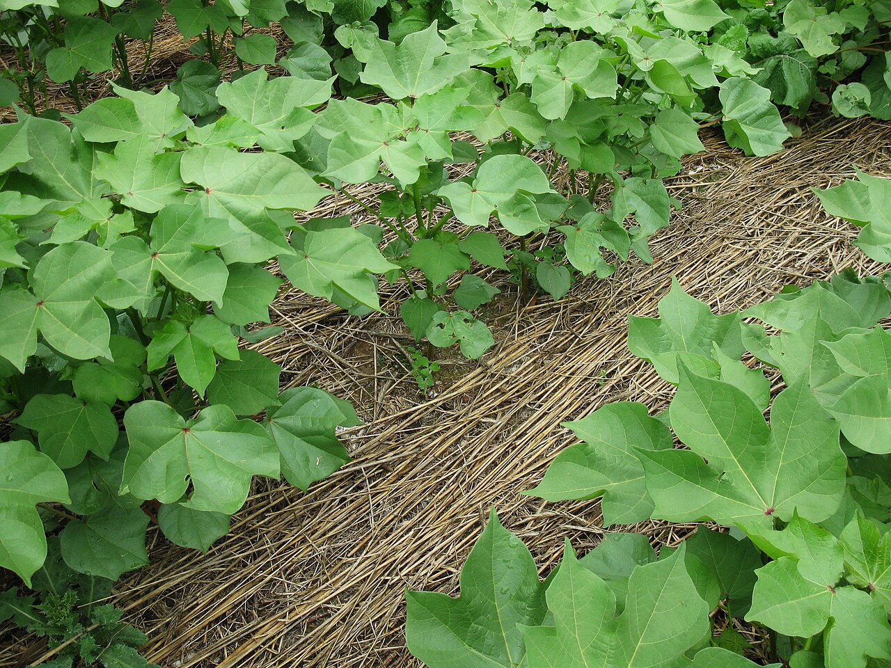 Cover crops growing in an agricultural field, supporting soil health and reducing herbicide reliance
