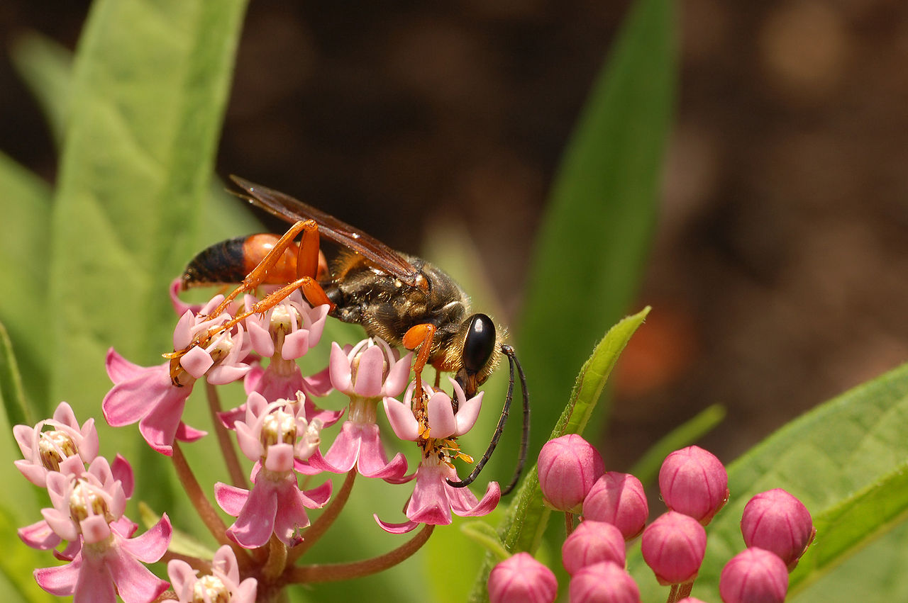 Swamp milkweed (Asclepias incarnata) in bloom, critical habitat for monarchs