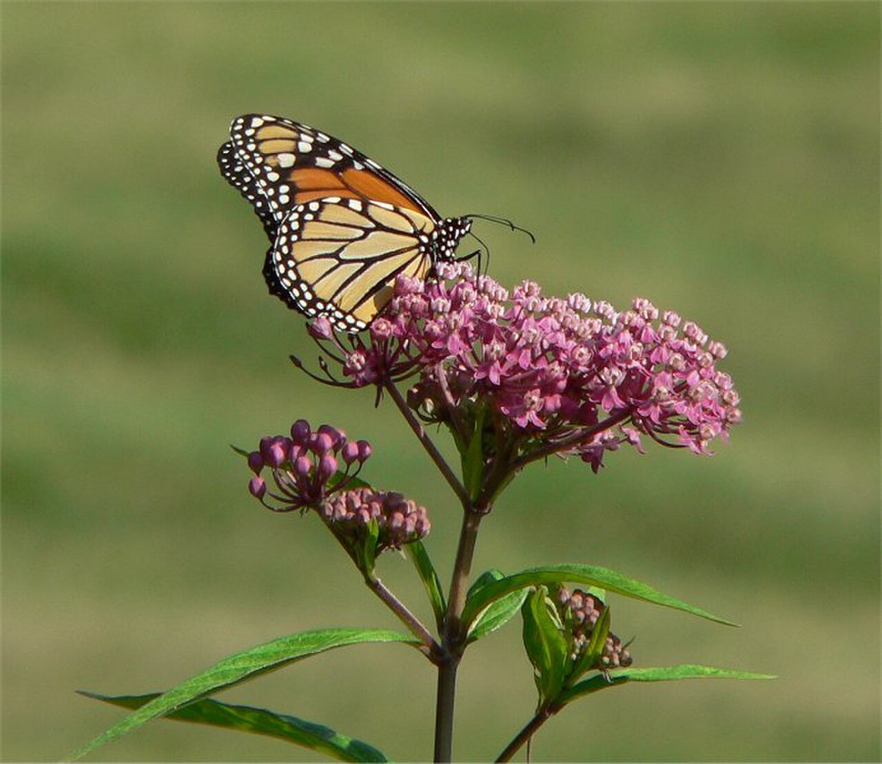 Monarch butterfly on swamp milkweed in the wild