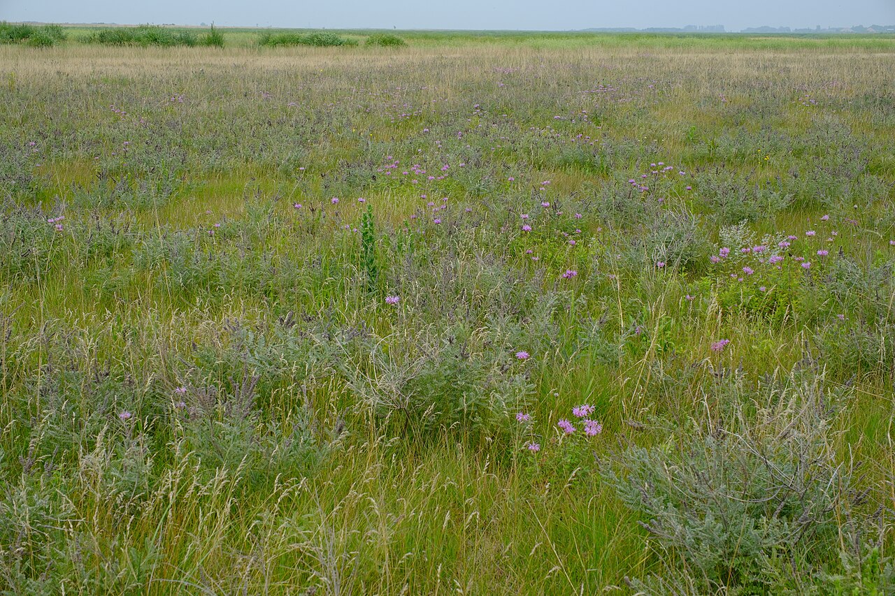 Tallgrass prairie wildflowers at Glacial Ridge National Wildlife Refuge