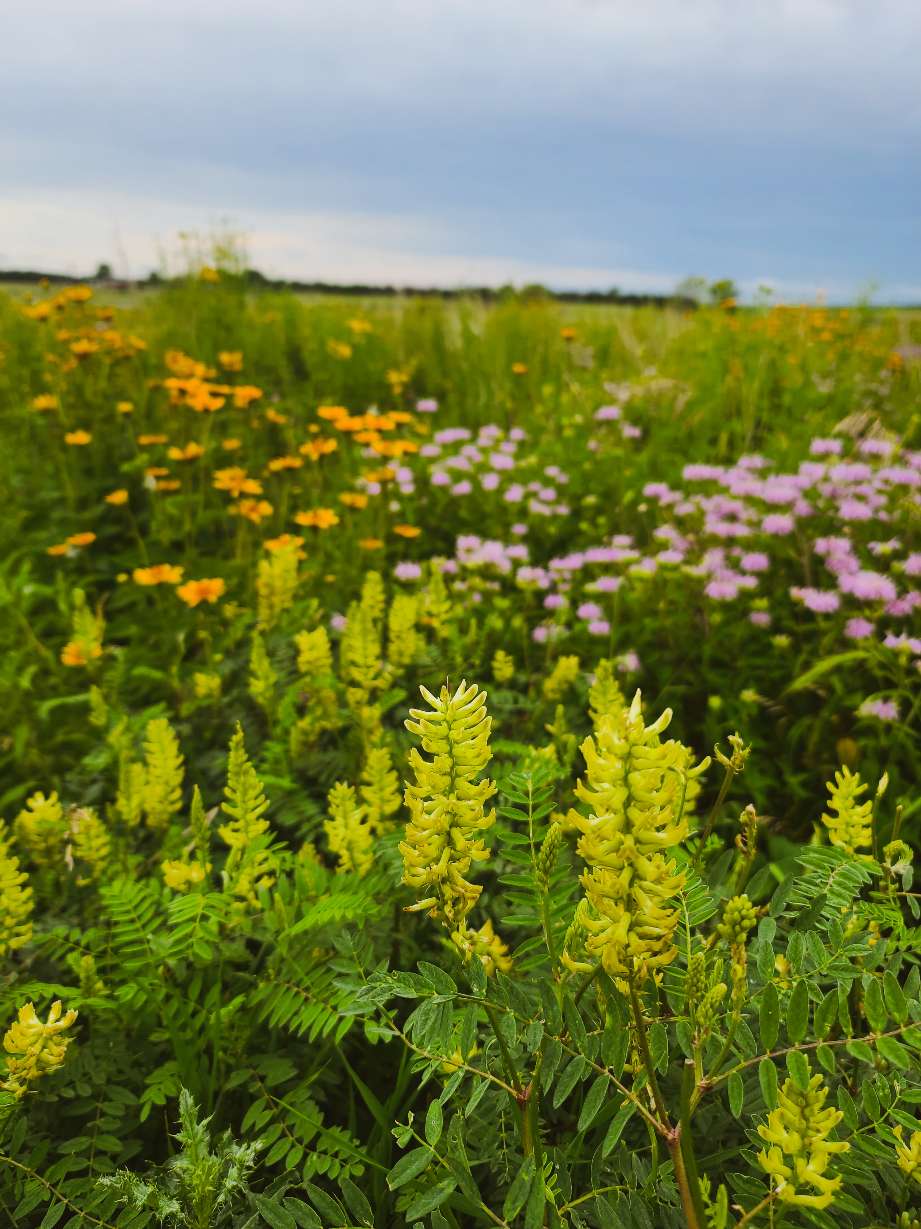 Native prairie restoration with diverse wildflowers and grasses