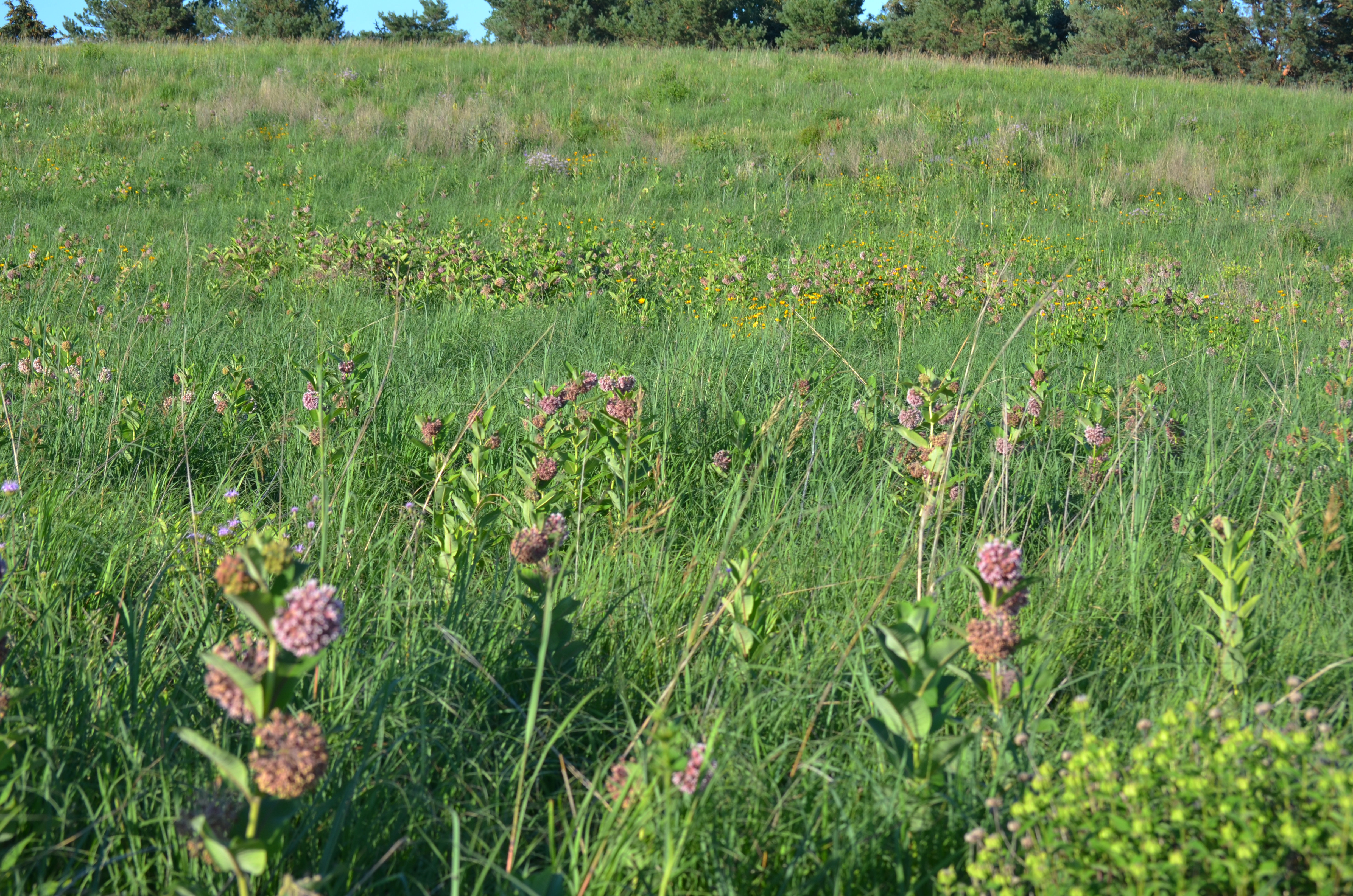 Common milkweed stand that supports monarch larvae and nectar resources
