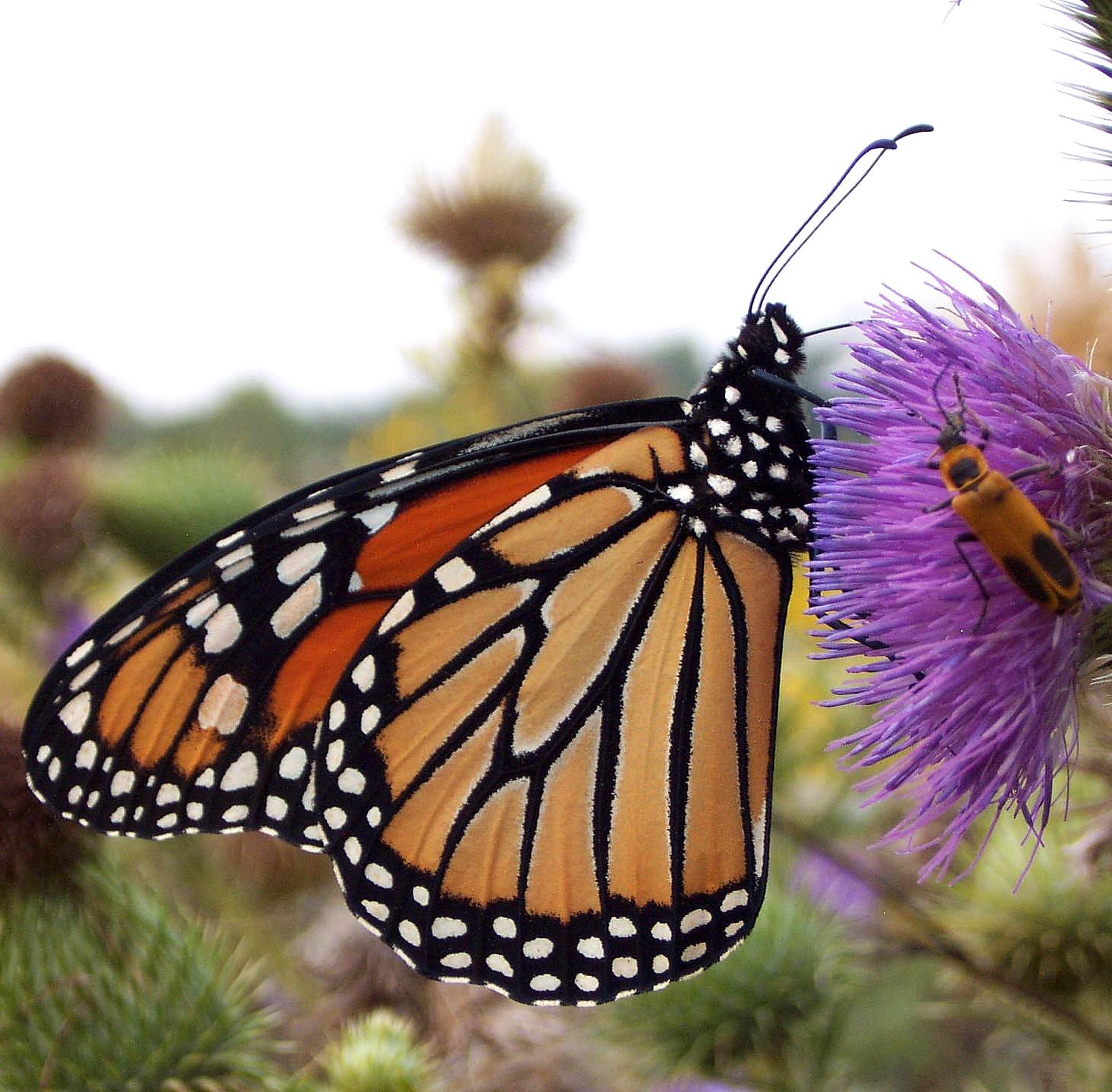 Adult monarch butterfly nectaring on a thistle flower