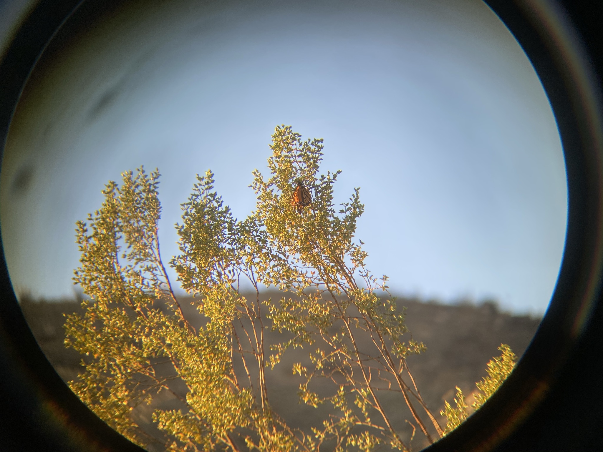 Monarch butterfly observed through binoculars during a field survey